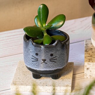 Sass & Belle Mojave Cat Planter