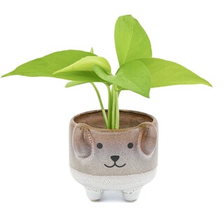 Sass & Belle Mojave Dog Planter